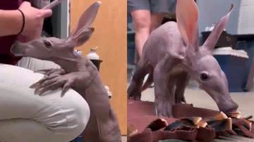 Reprodução/Instagram @biologohenrique