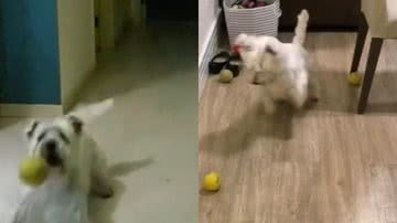 Reprodução/ Vídeo