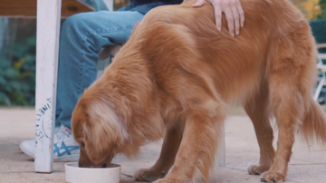 Divulgação/PremieRpet