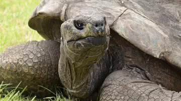 Reprodução/Guinness World Records