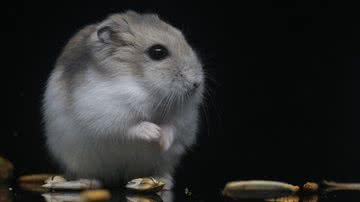 apple deng por Pixabay