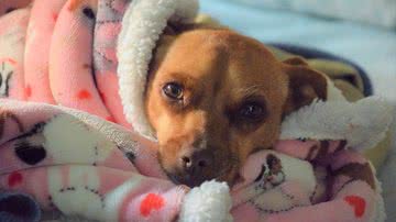 Deborah Windham por Pixabay