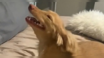 Reprodução/ Vídeo