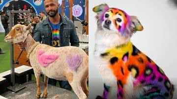 Reprodução/Instagram @gabrielfeitosagrooming