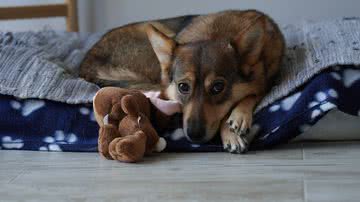 Roban Skelton por Pixabay