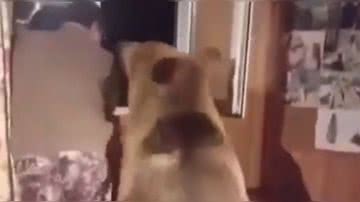 Reprodução/ Vídeo