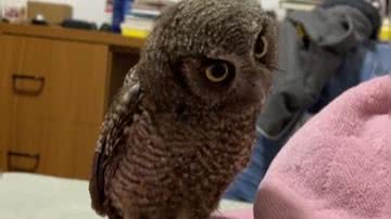 Reprodução/ Vídeo