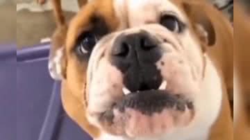 Reprodução/ Vídeo