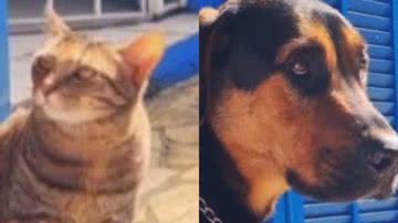 Reprodução/ Vídeo