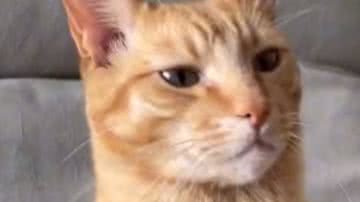 Reprodução/ Vídeo