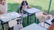 Reprodução/RedesSociais