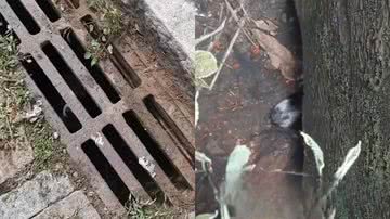 Reprodução/TikTok @edinho_lobato