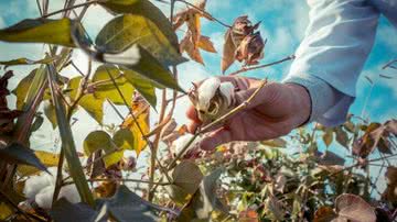 Divulgação / Freepik