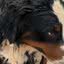 Dona de pet shop mostra situação do local após banho de cão da raça Bernese\u003B veja vídeo