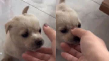 Reprodução/ TikTok