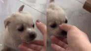 Reprodução/ TikTok