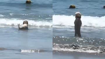 Reprodução/TikTok @belinha_pitmonster