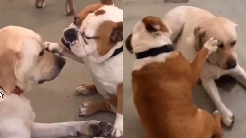 Reprodução/TikTok @petzica