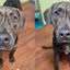 Cachorro é devolvido para abrigo após um ano e meio de adoção e motivo intriga web\u003B saiba qual