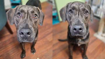 Facebook/Halifax Humane Society