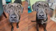 Facebook/Halifax Humane Society