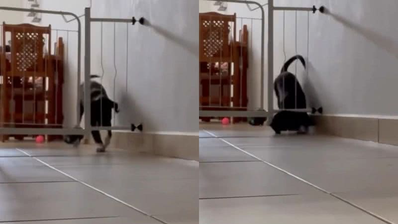 Reprodução/Instagram @assupercachorrosas