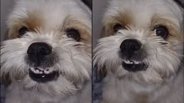 Reprodução/TikTok @maxpreguisozo