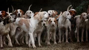 Reprodução/Pixabay