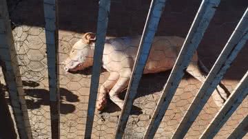 Reprodução / Polícia Militar Ambiental