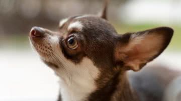 Ilustrativa / Freepik