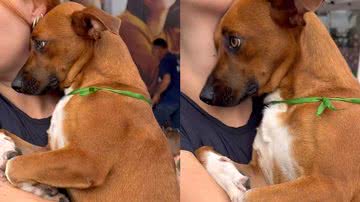 Reprodução/Instagram @sos4patas.p