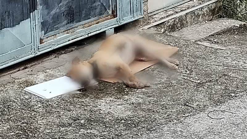 Arquivo Pessoal