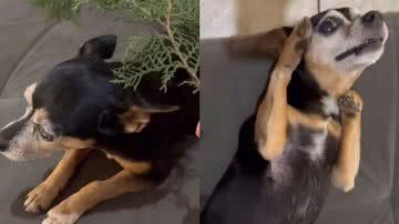 Reprodução/Instagram @familiapet.miauau