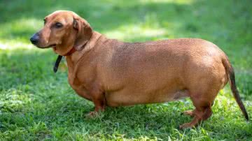 Reprodução/Freepik