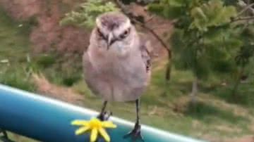 Reprodução/RedesSociais