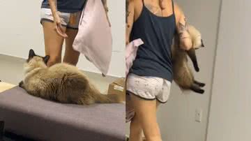 Reprodução/TikTok @11petse2humanas