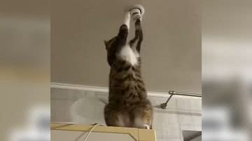 Reprodução/TikTok @kellylins26