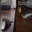 VÍDEO: Gatinhos paraplégicos aparecem em momento de fofura brincando de pega\u002Dpega