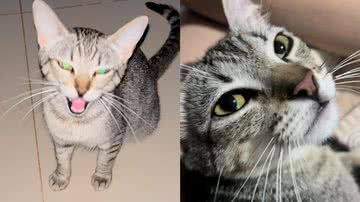 Reprodução/TikTok @claralemkova