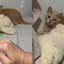 Gata que gosta de \u0027carinho bruto\u0027 intriga internautas: \u0027como descobriu?\u0027\u003B assista
