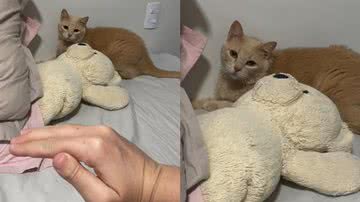 Reprodução/TikTok @belinha_pitmonster