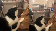 Reprodução/ TikTok