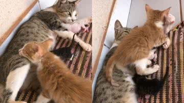 Reprodução/TikTok @laranjinhaefml