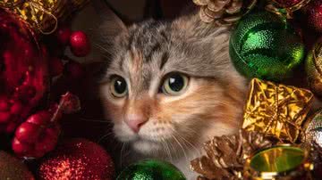 Ilustrativa / FreePik