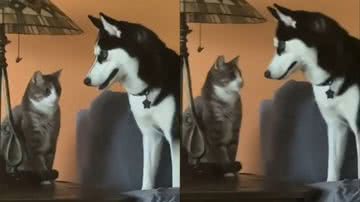 Reprodução/Instagram @husky_dogs.orgss