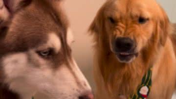 Reprodução / Redes sociais