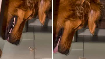 Reprodução / Redes Sociais