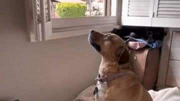 Reprodução / Redes Sociais