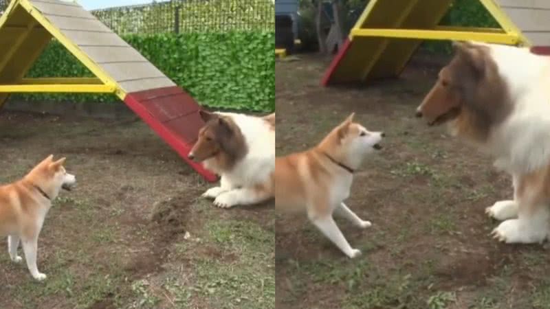 Reprodução/X @toco_eevee
