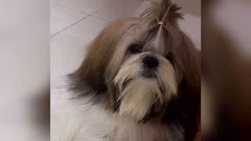 Reprodução/Instagram @orfeu.shihtzu